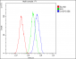 Anti-Caspase-3 Antibody Picoband™ (monoclonal, 8B6)